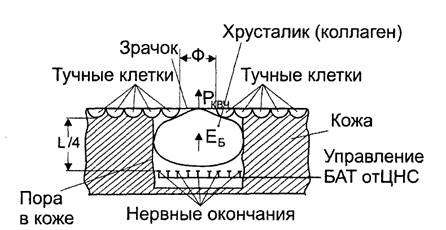 Специализированные органы человека по восприятию и излучению радиоволн - student2.ru