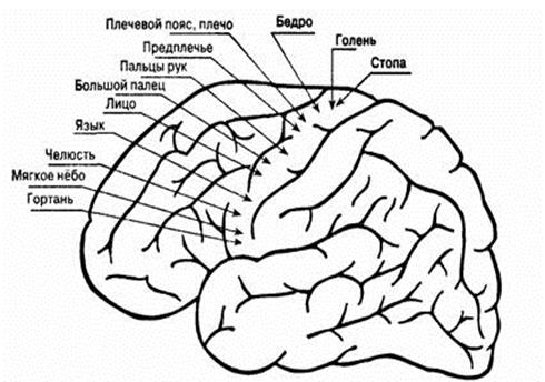 Стволовой уровень регуляции моторных функций - student2.ru