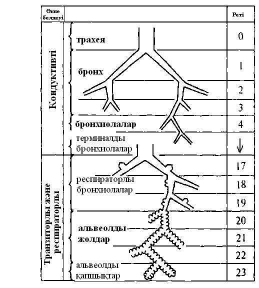 Сыртқы тыныс алудың биомеханикасы. - student2.ru