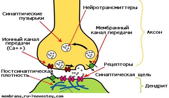 Тема 4. Межклеточные взаимодействия - student2.ru