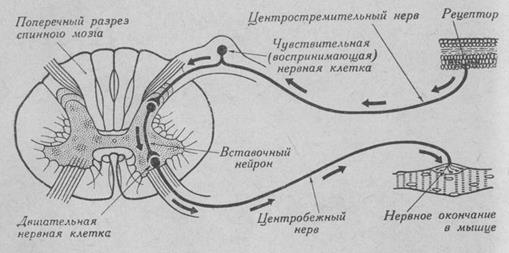 Тема 4. Межклеточные взаимодействия - student2.ru