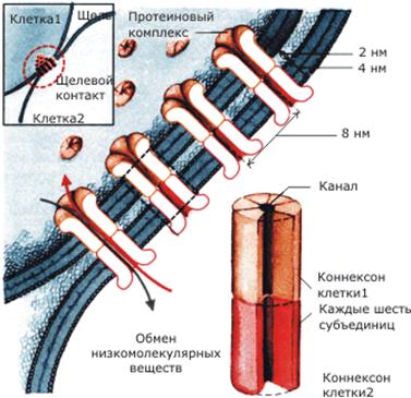 Тема 4. Межклеточные взаимодействия - student2.ru