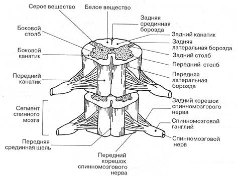 Тема 4. Межклеточные взаимодействия - student2.ru