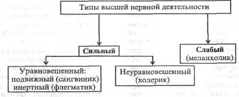 учение о типах высшей нервной деятельности - student2.ru