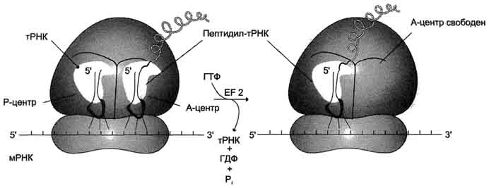 В. Синтез полипептидной цепи на рибосоме - student2.ru