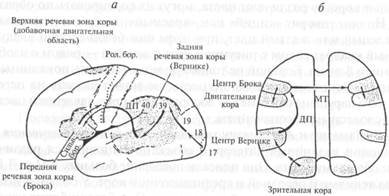 взаимодействие первой и второй сигнальных систем - student2.ru