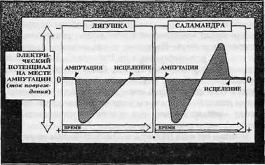 Электротерапия: от обезболивания к лечению переломов - student2.ru