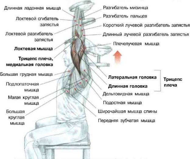 Заметка: Прибавляйте каличество раз на подход так же вес со временем когда почувствуете легкость в упражнении - student2.ru