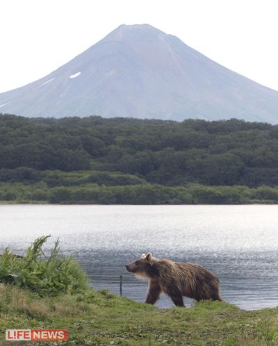 Ursus Arktos. Музей римских мозаик в г. Тунис. - student2.ru