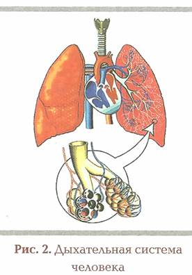 Анатомо-физиологические основы дыхательной системы - student2.ru