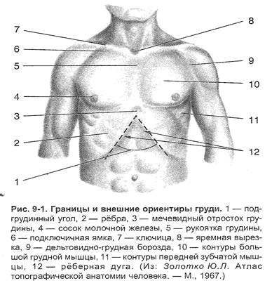 Анатомо-физиологические основы дыхательной системы - student2.ru