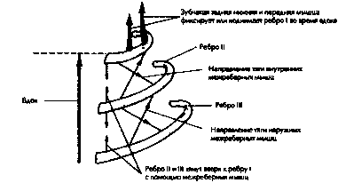 Глава 4. Пранаяма и дыхательная система - student2.ru