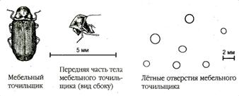 Отличительные свойства различных видов древесины. - student2.ru