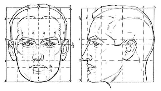 Пропорции головы человека - student2.ru