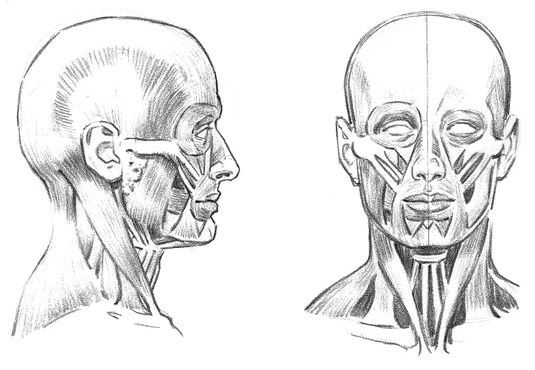 Рисование головы с использованием отделов - student2.ru