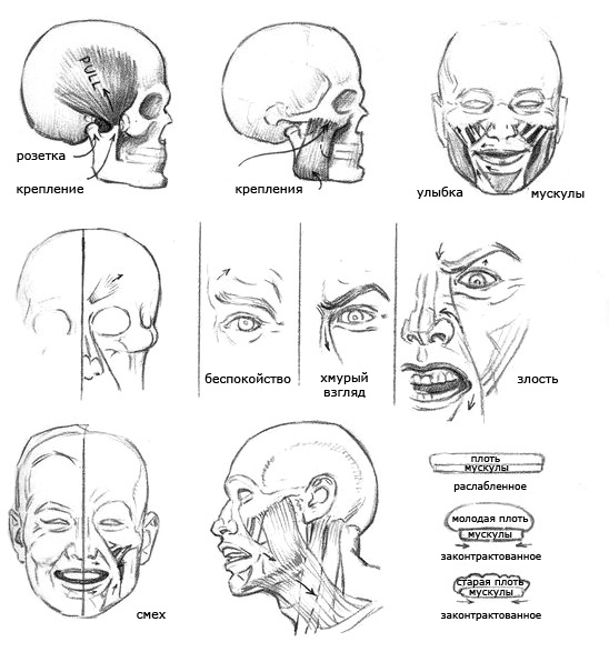 Рисование головы с использованием отделов - student2.ru