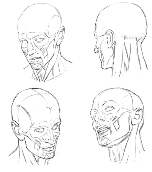 Рисование головы с использованием отделов - student2.ru