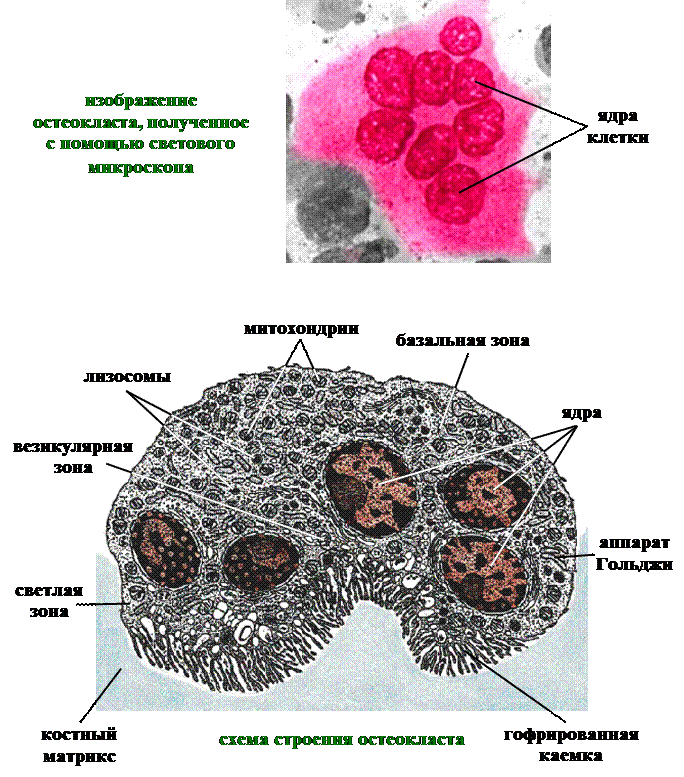 Структурная организация остеонов (хаверсовых систем) - student2.ru