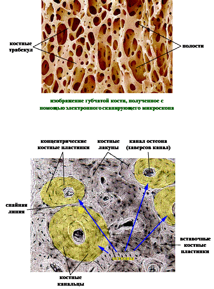 Структурная организация остеонов (хаверсовых систем) - student2.ru