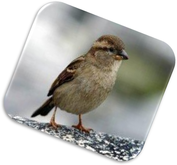 Загадайте загадки о зимующих птицах - student2.ru