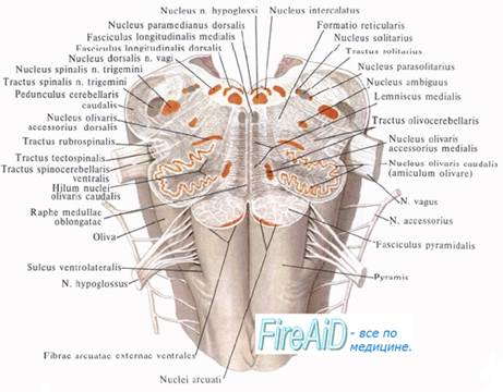 Внутреннее строение продолговатого мозга. Ядра серого вещества: ядро оливы, nucleus olivaris, ретикулярная формация, formatio reticularis. - student2.ru