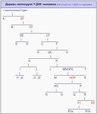 Генетическая генеалогия - student2.ru