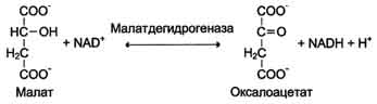 Абсолютная субстратная специфичность - student2.ru