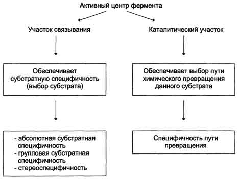 Абсолютная субстратная специфичность - student2.ru