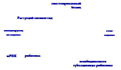 Активация и рекогниция аминокислоты. - student2.ru