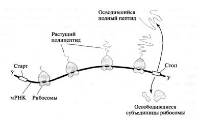 Активация и рекогниция аминокислоты. - student2.ru