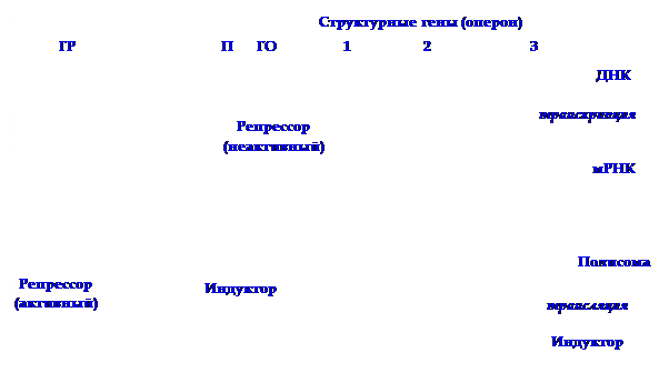 Активация и рекогниция аминокислоты. - student2.ru