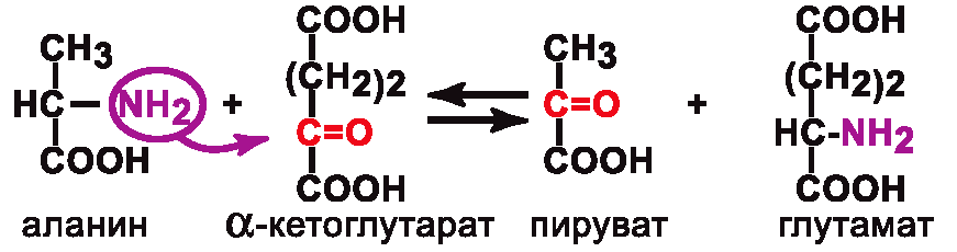 Активная часть коферментов - student2.ru