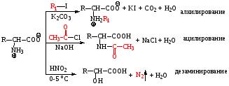 Аминокислоты – это органические соединения, которые содержат две функциональные группы: аминогруппу – NH2 и карбоксильную группу – COOH, связанные с углеводородным радикалом. - student2.ru