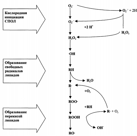 Антиоксидантная защита клеток. Чрезмерная активация свободнорадикальных и перекисных реакций - student2.ru