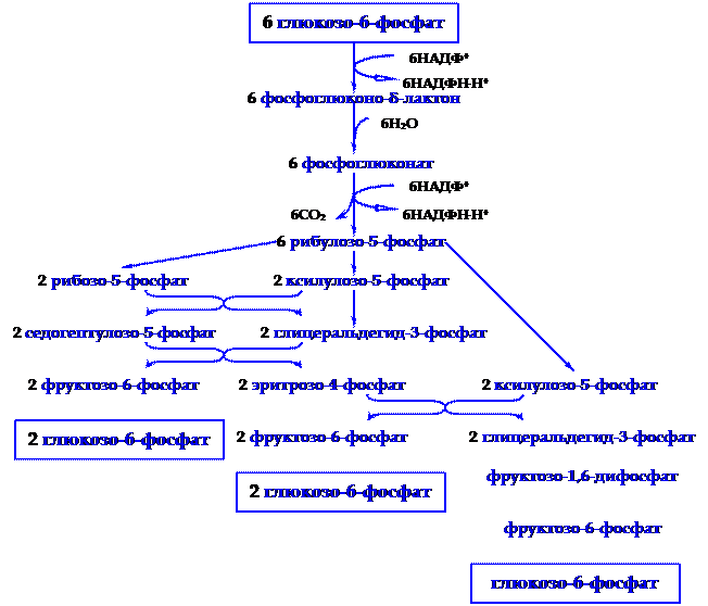 Апотомический путь распада глюкозы (пентозофосфатный путь) - student2.ru
