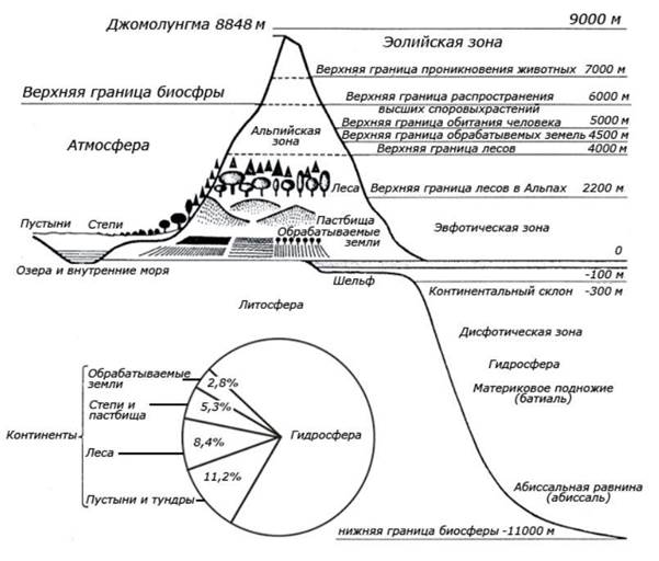 Биогеохимический круговорот атомов - student2.ru