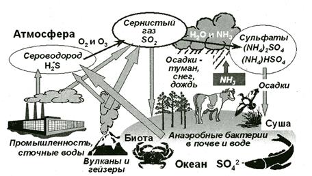 Биогеохимический круговорот атомов - student2.ru