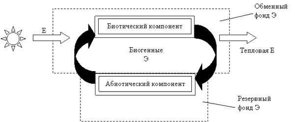 Биогеохимический круговорот атомов - student2.ru