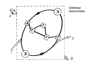 Биогеохимический круговорот атомов - student2.ru