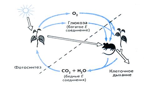 Биогеохимический круговорот атомов - student2.ru