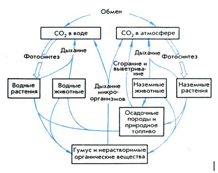 Биогеохимический круговорот атомов - student2.ru