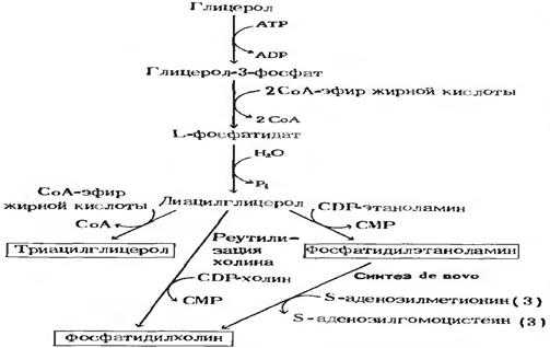 Биосинтез фосфолипидов у бактерий. - student2.ru