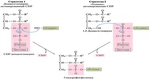 Биосинтез фосфолипидов у бактерий. - student2.ru