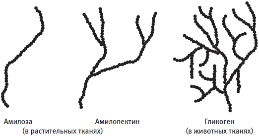 Целлюлоза — структурный полисахарид - student2.ru