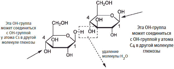 Целлюлоза — структурный полисахарид - student2.ru