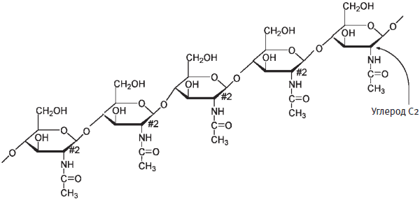 Целлюлоза — структурный полисахарид - student2.ru