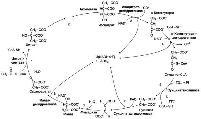 Цикл лимонной кислоты: последовательность реакций и характеристика ферментов. Роль цикла в метаболизме. - student2.ru