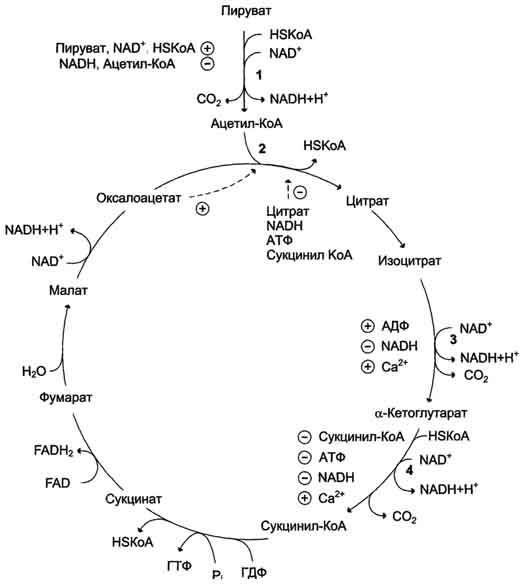 Цикл лимонной кислоты: последовательность реакций и характеристика ферментов. Роль цикла в метаболизме. - student2.ru