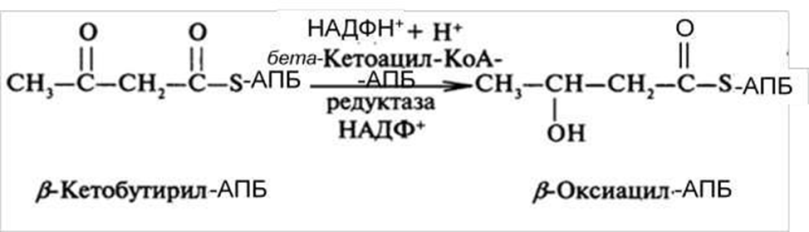 Ферменты, их химическая природа, структурная организация, свойства. Сходство и отличия ферментов и небелковых катализаторов. - student2.ru