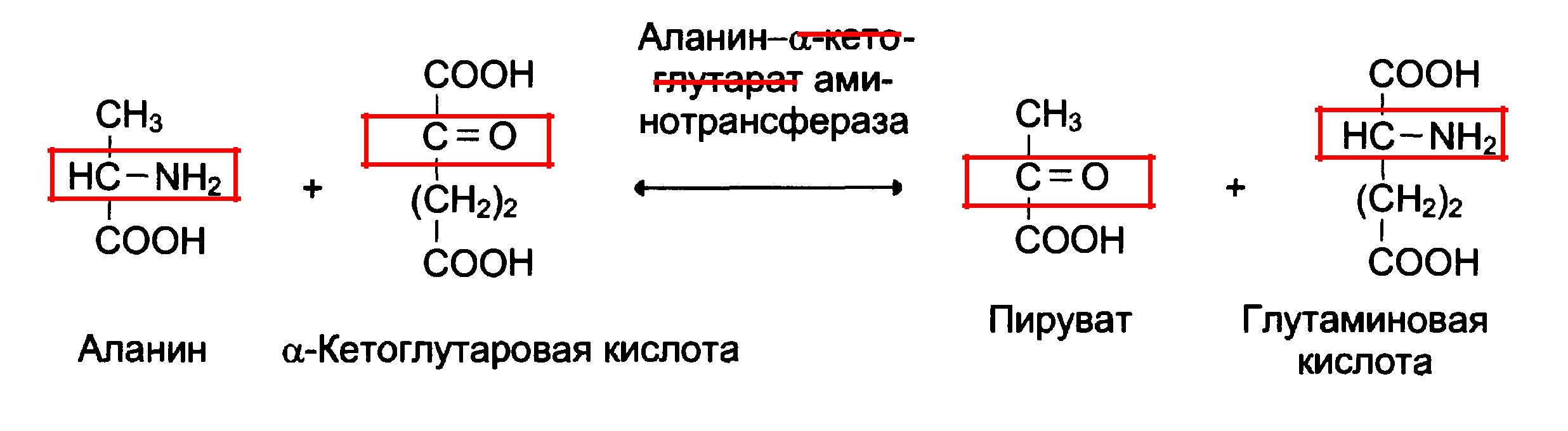 Ферменты, их химическая природа, структурная организация, свойства. Сходство и отличия ферментов и небелковых катализаторов. - student2.ru